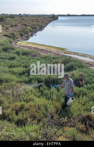 Contre les moustiques en Camargue, (30) GARD, LANGUEDOC-ROUSSILLON, FRANCE Banque D'Images