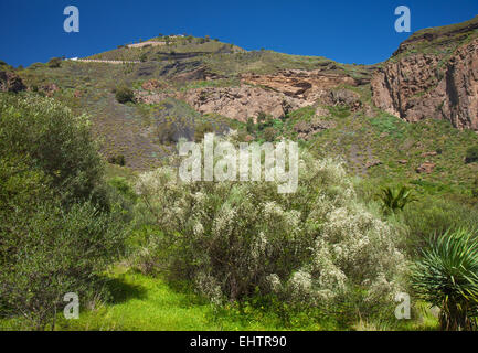 Gran Canaria, caldera de Bandama, retama rhodorhizoides ; floraison balai Bridal Veil Banque D'Images