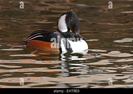 Un mâle Harle couronné d'une crête. Banque D'Images
