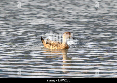 Duck nager dans le lac, étang. Patagonian Crested Duck, Lophonetta Specularioides Specularioides, Banque D'Images