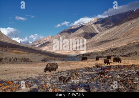 Troupeau de yacks dans de pittoresques montagnes du Pamir au Tadjikistan Banque D'Images