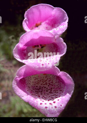 Common foxglove Banque D'Images