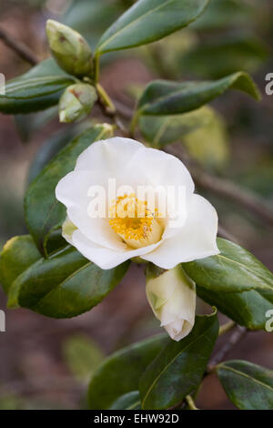 Camellia x williamsii 'Francis Hanger' fleur. Banque D'Images