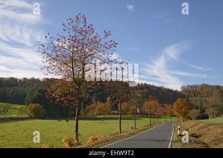 Cerisiers en automne, Holperdorp, Allemagne Banque D'Images