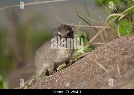 Les jeunes (Procavia capensis rock hyrax) Banque D'Images