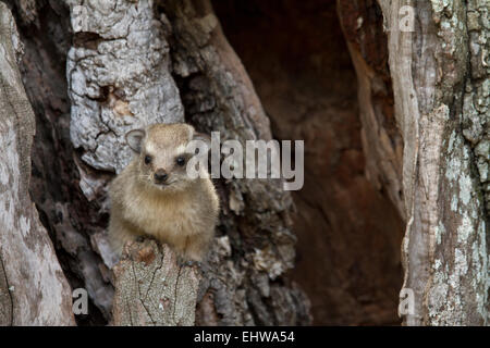 Les jeunes (Procavia capensis rock hyrax) Banque D'Images