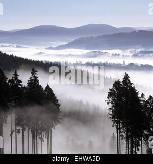 Brume matinale dans la forêt d'Arnsberg. Banque D'Images