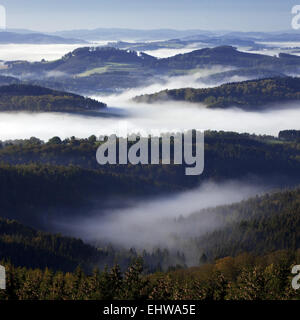 Brume matinale dans la forêt d'Arnsberg. Banque D'Images