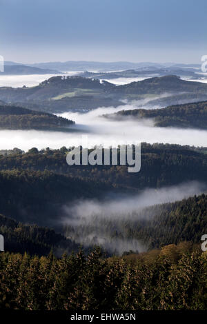 Brume matinale dans la forêt d'Arnsberg. Banque D'Images