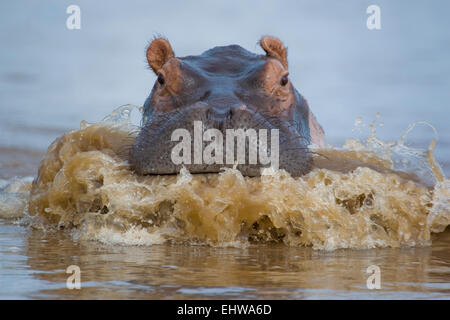 Hippopotame (Hippopotamus amphibius) charge dans une rivière, les éclaboussures d'eau hors de sa bouche. Banque D'Images