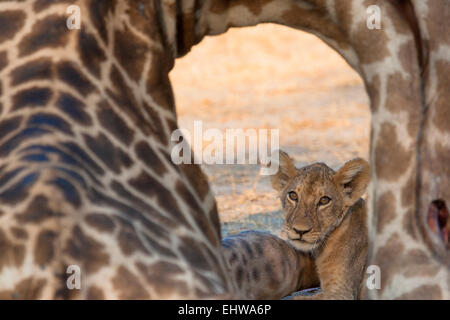 Lion cub visible si le cou d'une girafe carcasse. Banque D'Images