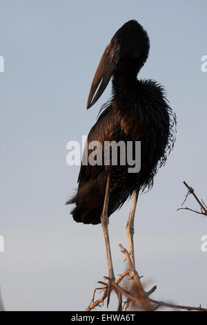 Bec ouvert Stork perché sur une branche (Anastomus lamelligerus) Banque D'Images