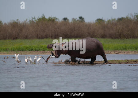 La charge d'hippopotames dans l'eau, ressemble à ce qu'il est au sujet d'avaler quelques oiseaux. Banque D'Images