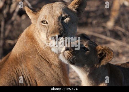 Lionne cub et montrer de l'affection. Panthera leo Banque D'Images