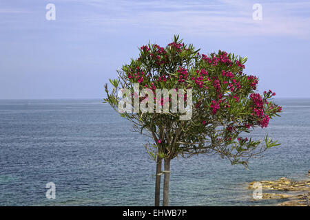 Arbre d'oléandre (Nerium oleander), Corse Banque D'Images