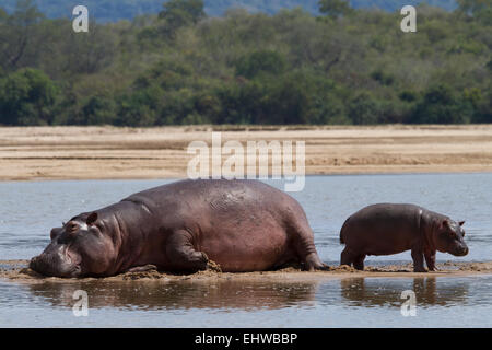 L'hippopotame commun (Hippopotamus amphibius) mère avec les jeunes se reposant sur un banc de sable dans la rivière Rufiji. Banque D'Images