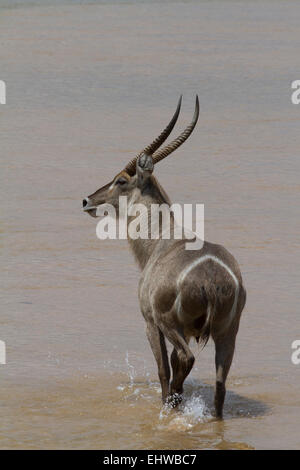 (Kobus ellipsiprymnus Common Waterbuck) s'enfuir si une rivière peu profonde. Banque D'Images