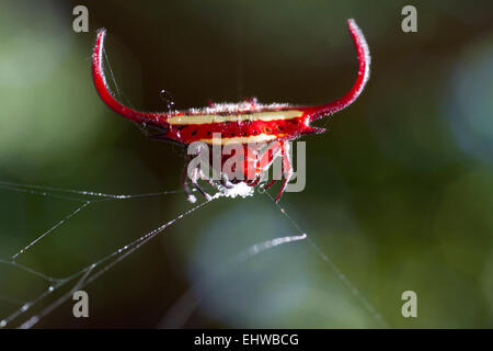 L'orb-weaver Spider ou Spider Kite construction d'un site web. Banque D'Images