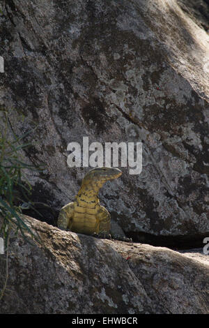 Moniteur du Nil (Varanus niloticus) lézard, sortant de sa cachette entre deux roches. Banque D'Images