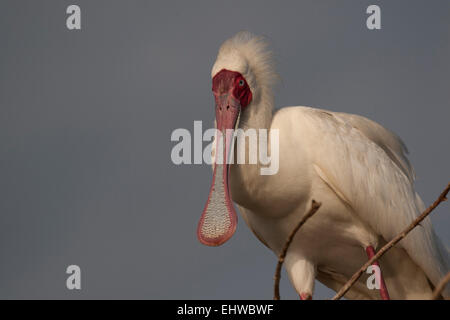 Spatule d'Afrique (Platalea alba) Banque D'Images