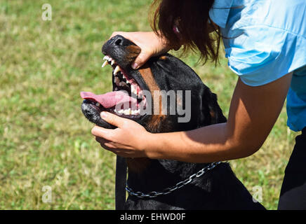 Examen d'une dent de chien rottweiler Banque D'Images