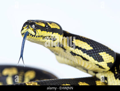 Un gros plan d'une jungle carpet python (Morelia spilota cheynei), sur un fond blanc. Banque D'Images