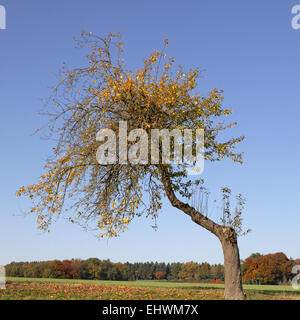 Cerisiers en automne, Holperdorp, Allemagne Banque D'Images