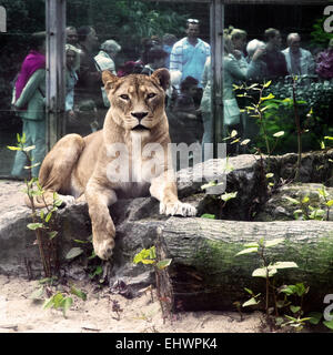 Lion et personnes, Zoo de Duisburg, Allemagne. Banque D'Images