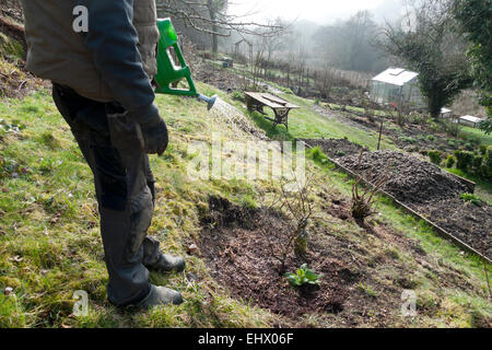 Carmarthenshire, Pays de Galles, Royaume-Uni. 18 mars 2015. Jon Shipton waters un arbuste greffé sur un matin de printemps ensoleillé à l'ouest du pays de Galles, Royaume-Uni. Credit : Kathy deWitt/Alamy Live News Banque D'Images