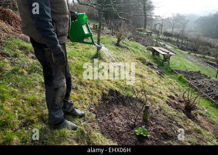 Un homme d'arroser un arbuste nouvellement plantés sur un matin de printemps ensoleillé dans son jardin en Carmarthenshire, West Wales UK KATHY DEWITT Banque D'Images