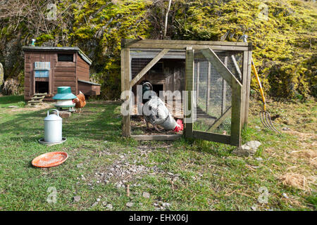 Carmarthenshire, Pays de Galles, Royaume-Uni. 18 mars 2015. Freerange poulets picorer le grain sur un matin de printemps ensoleillé à l'ouest du pays de Galles, Royaume-Uni. Credit : Kathy deWitt/Alamy Live News Banque D'Images