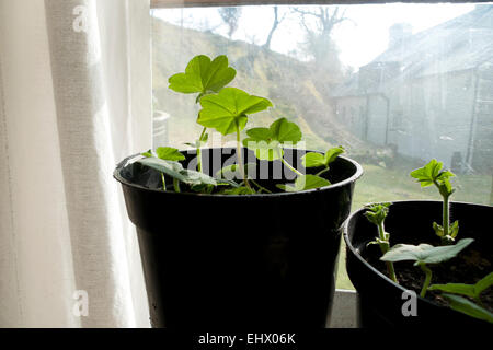 Carmarthenshire, Pays de Galles, Royaume-Uni. 18 mars 2015. Boutures de géraniums poussent dans des pots dans un soleil fenêtre sur un matin de printemps à l'ouest du pays de Galles, Royaume-Uni. Credit : Kathy deWitt/Alamy Live News Banque D'Images