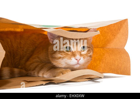 Chat rouge assis dans un sac de papier, isolated on white Banque D'Images