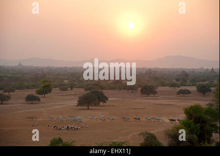 Les paysans birmans leur troupeau de bovins de l'autre côté de la plaine de Bagan poussiéreux au coucher du soleil au Myanmar Birmanie Banque D'Images