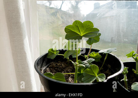 Carmarthenshire, Pays de Galles, Royaume-Uni. 18 mars 2015. Boutures de géraniums poussent dans des pots dans un soleil fenêtre sur un matin de printemps à l'ouest du pays de Galles, Royaume-Uni. Credit : Kathy deWitt/Alamy Live News Banque D'Images