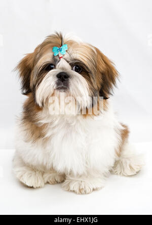 Shaggy chiot Shih Tzu se trouve sur un fond blanc Banque D'Images