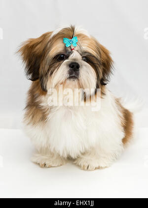 Shaggy chiot Shih Tzu se trouve sur un fond blanc Banque D'Images