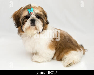 Shaggy chiot Shih Tzu se trouve sur un fond blanc Banque D'Images