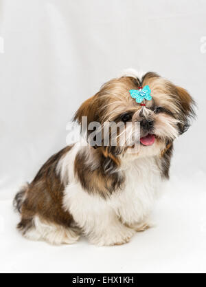 Shaggy chiot Shih Tzu se trouve sur un fond blanc Banque D'Images