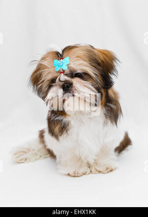 Shaggy chiot Shih Tzu se trouve sur un fond blanc Banque D'Images