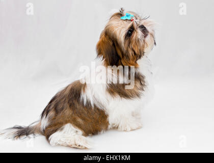 Shaggy chiot Shih Tzu se trouve sur un fond blanc Banque D'Images