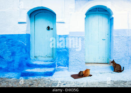 Les chats et le bleu à la chaux rues de Chefchaouen, Maroc Banque D'Images