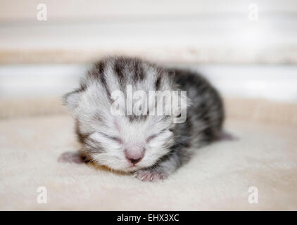 Chaton British Shorthair vieux de cinq jours en Allemagne Banque D'Images