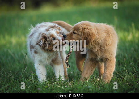 Chiot berger australien chiot Golden Retriever tirant corde Allemagne Banque D'Images