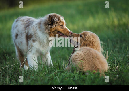 Chiot berger australien chiot Golden Retriever tirant corde Allemagne Banque D'Images