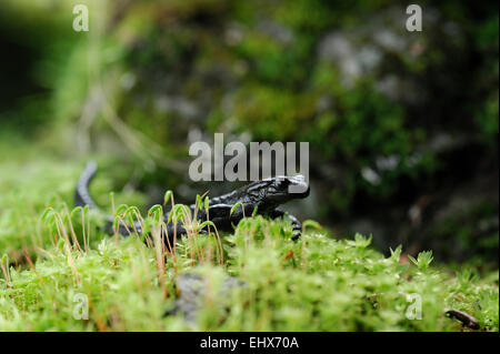 Salamandre alpestre (Salamandra atra) | Alpensalamander (Salamandra atra) im Umbaltal westlich von Wallhorn 3 im Nationalpark Hoh Banque D'Images