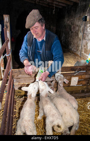 Ardara, comté de Donegal, Irlande. 18 mars, 2015. Agriculteur Joseph Dunleavy l'alimentation à la main des agneaux orphelins. Les agneaux sont souvent triplés qui ne peut pas être prise en charge par la brebis. Ils seront élevés jusqu'à l'âge de trois mois et ensuite abattus. Cette méthode n'est pas rentable pour l'agriculteur. Crédit : Richard Wayman/Alamy Live News Banque D'Images