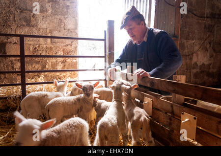 Ardara, comté de Donegal, Irlande. 18 mars, 2015. Agriculteur Joseph Dunleavy l'alimentation à la main des agneaux orphelins. Les agneaux sont souvent triplés qui ne peut pas être prise en charge par la brebis. Ils seront élevés jusqu'à l'âge de trois mois et ensuite abattus. Cette méthode n'est pas rentable pour l'agriculteur. Crédit : Richard Wayman/Alamy Live News Banque D'Images