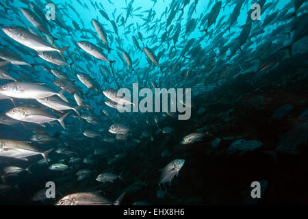 De l'école les carangues (Caranx sexfasciatus obèse), l'île Cocos, Costa Rica Banque D'Images