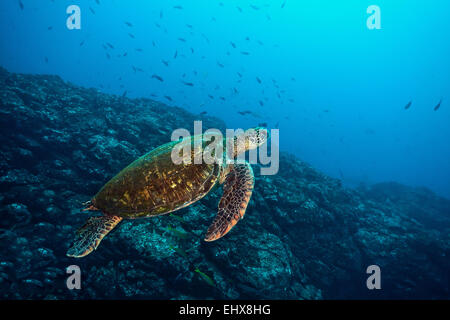 Tortue verte (Chelonia mydas), l'île Cocos, Costa Rica Banque D'Images